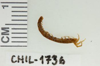 Media type: image;   Invertebrate Zoology CHIL-1736 Description: Digital photograph of preserved specimen.;